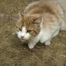 Котенок лайк. Подозрительный кот мем. Cat doesn t. Cat doesn t. Бананья мем.